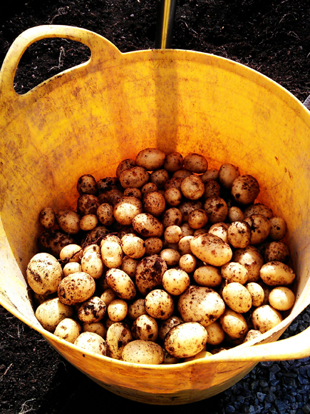Our potato harvest]