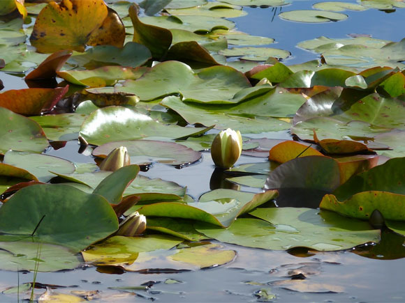 Masses of water lilies...