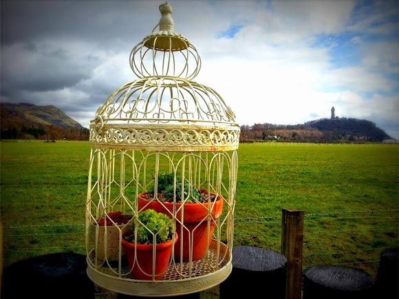 The upcycled garden bird cage is a great place to display alpines
