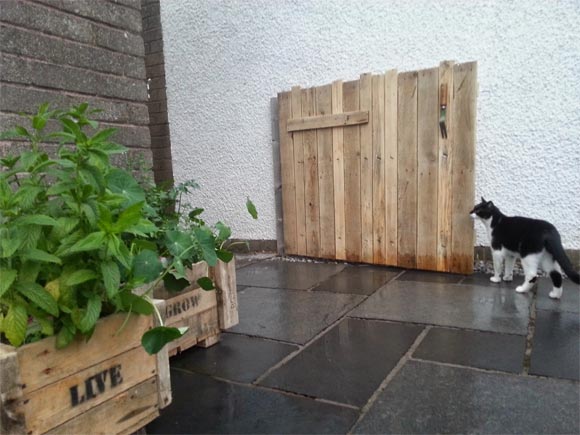 Jingles the cat inspects the new pallet gate