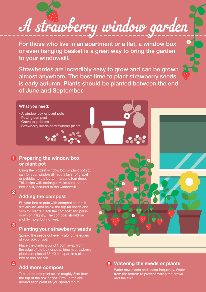Sainsbury’s Bank Guide to Grow your own strawberries
