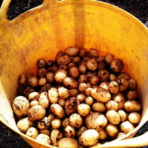 Our potato harvest]