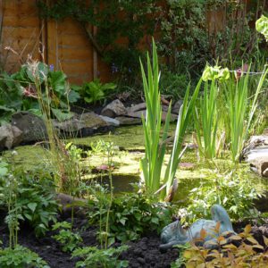 Water is a great way to attract wildlife into your garden