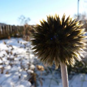Echinops looks stunning right into the winter months