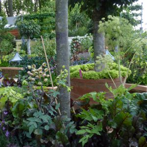 Bunny Guinness's large pots