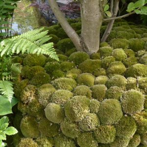 Moss balls in the Japanese garden