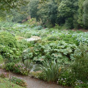 The mass planting at Trebah is very impressive