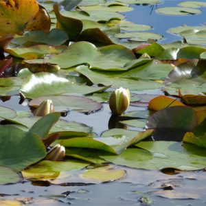 Masses of water lilies...