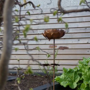 Herbaceous planting will envelop this rusty rose so that it pops out of the border
