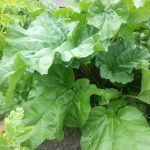 Our fab rhubarb patch
