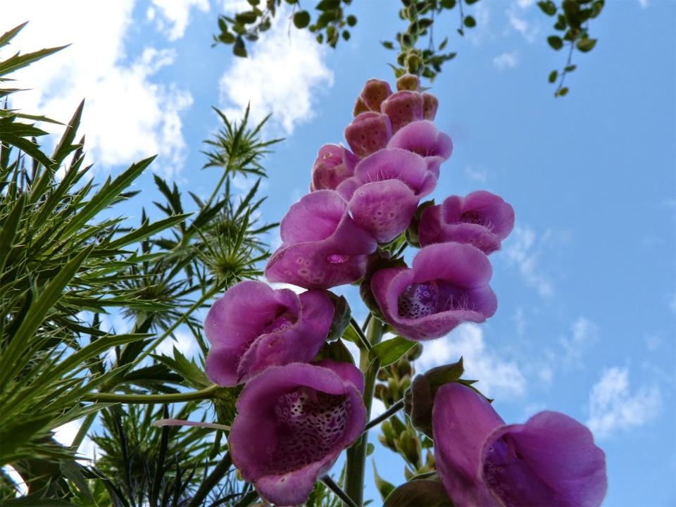 Foxgloves are poisonous plants if eaten. So don't!