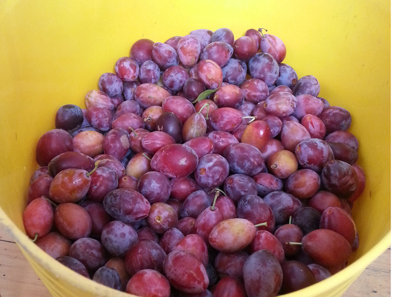 This was only some of the plums from Auntie Muriel's tree!