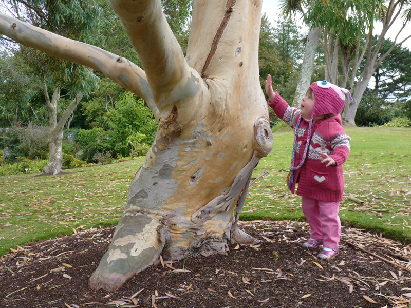 I love trees. And there are some wonderful types in Logan. Here I am looking at a big old Eucalyptus