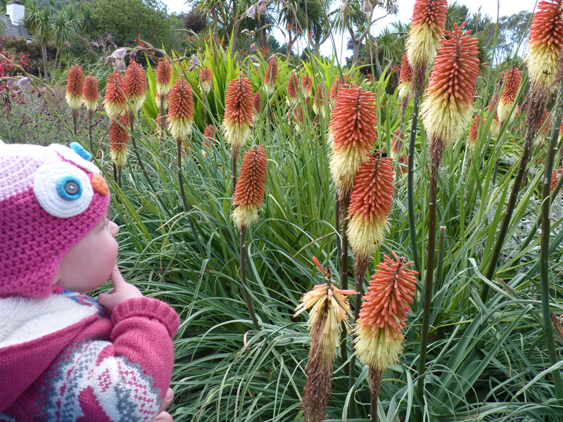  Hmmm, I wonder why the common name for Kniphofia is Red Hot Pokers? 