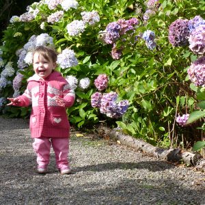 Lulu loving the hydrangea display at Logan Botanic Gardens