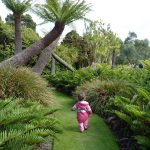Tree ferns are one of the main features of Logan Botanic Garden