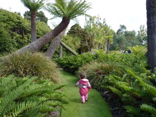 Tree ferns are one of the main features of Logan Botanic Garden