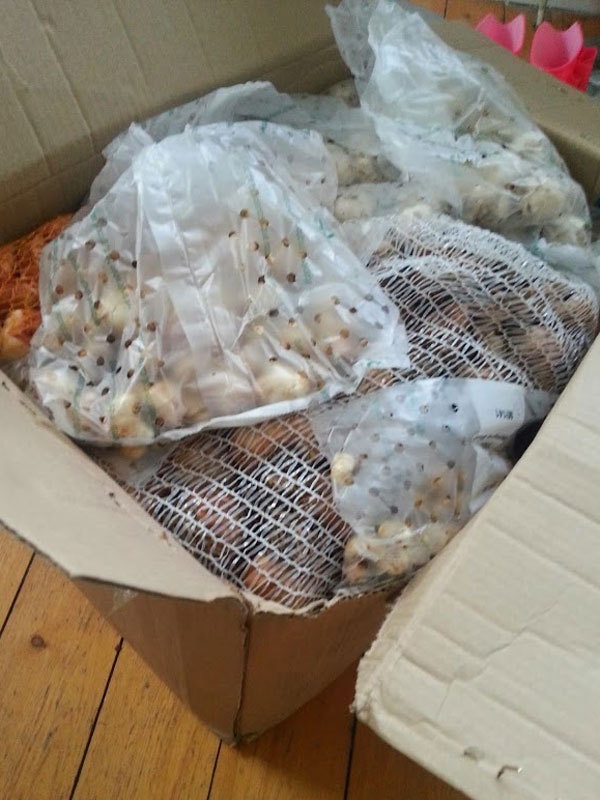 That's a BIG box of bulbs to plant!