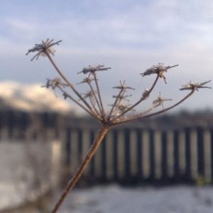 A fennel seed head provides winter interest