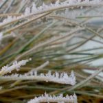 Grasses look wonderful covered in frost