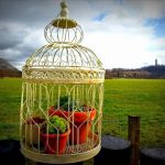 The upcycled bird cage is a great place to display alpines