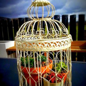 Some pretty pots and alpines give this pretty bird cage a new purpose in life