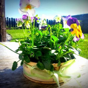 Pansies in cheese boxes makes a lovely gift
