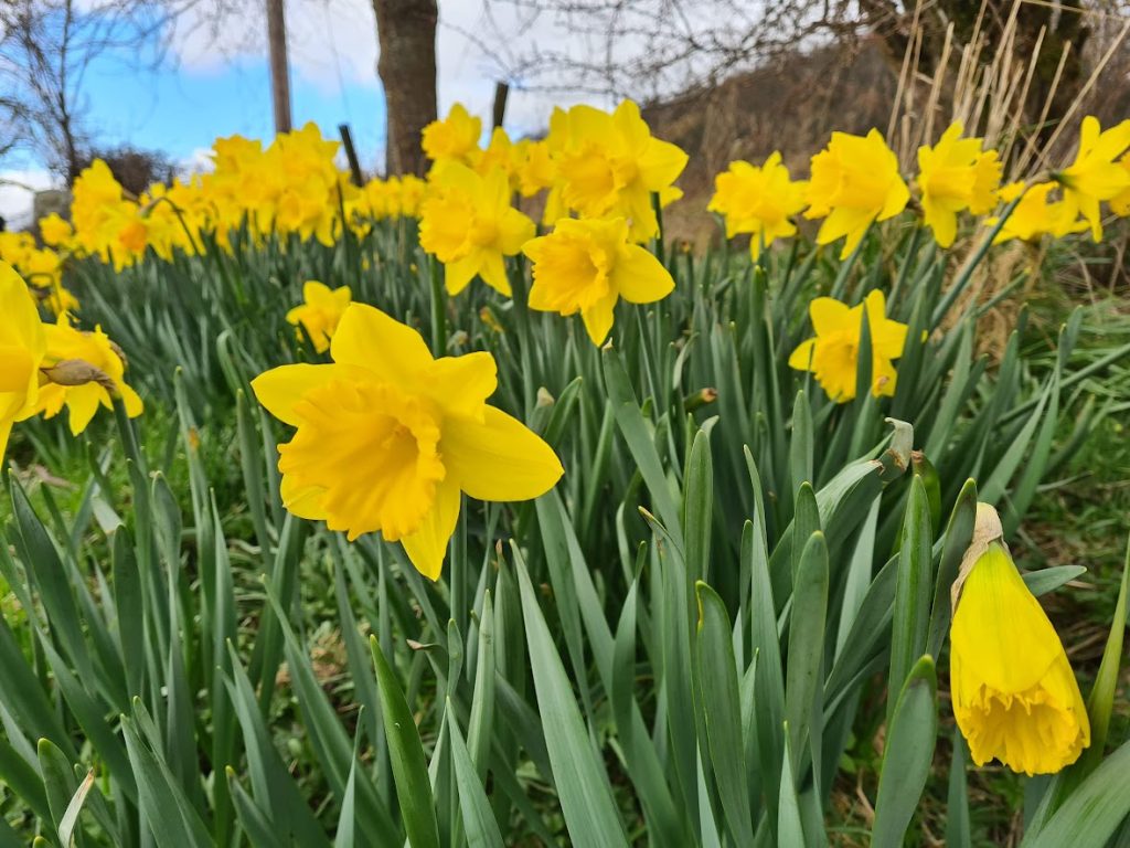 Daffodils always make me smile