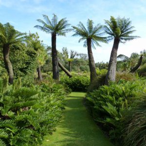 The almost Jurassic tree ferns at Logan Botanic Gardens