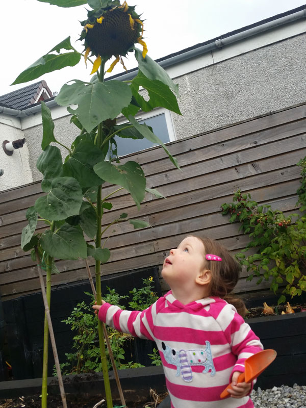  Mummy, who has stolen my sunflower's petals?