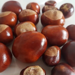Bonkers about conkers!