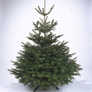 Scots pine, a native option