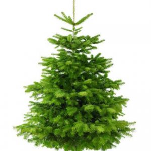 The Nordmann Fir is the most popular in UK