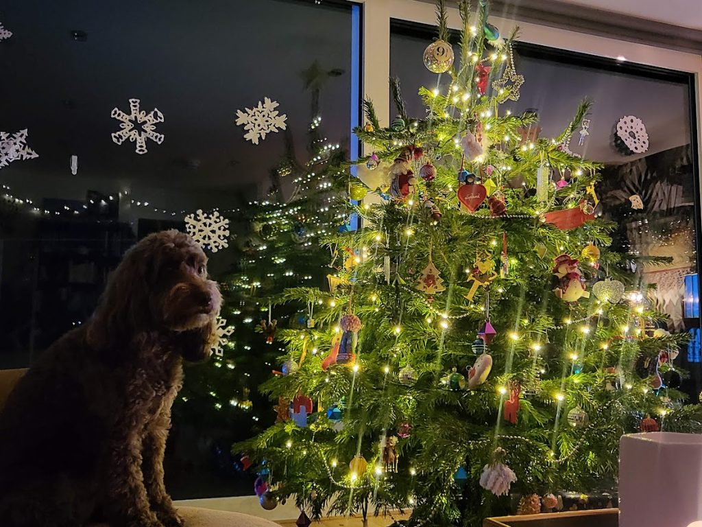 Noodle with our real Christmas tree
