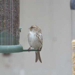 This common redpoll came for a visit