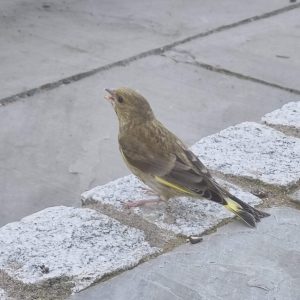 A beautiful greenfinch in our garden