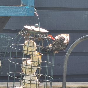 Starlings love the fat balls in our garden