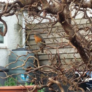 A robin came to visit our garden