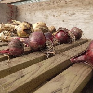 Make sure you dry out your onions then store them