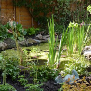 The pond we built in this Edinburgh garden is a haven for wildlife