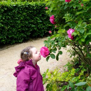 Lulu enjoying the scent of a rose at Alnwick Gardens