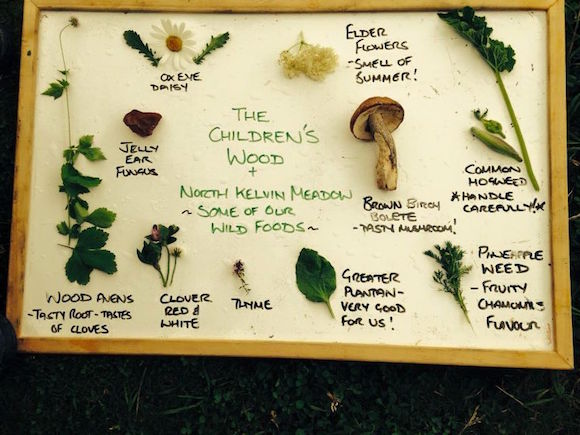  All of these yummy wild foods were found on a recent forage in Glasgow's Children's Wood