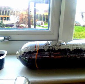 Use a juice bottle as a seed tray
