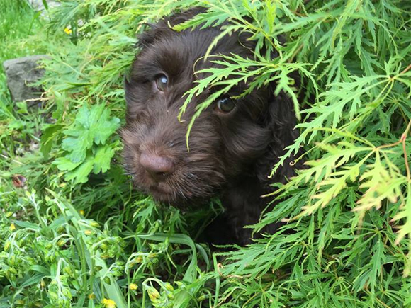 Harvey likes hiding in some foliage!