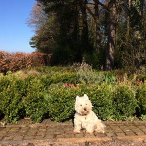Monty in the garden