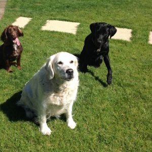 Ruby has Holly and Lottie over for a play in her garden