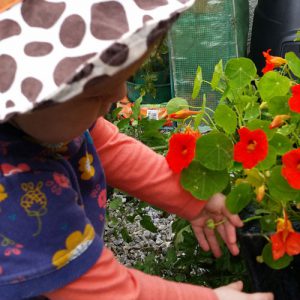 Nasturtiums are easy to grow and taste and look great