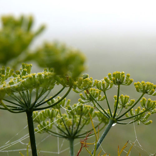 Fennel seed heads look amazing in the garden if you haven't already scoffed the root vegetable