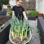 Soon you could have a barrow full of amazing leeks just like mine!