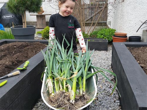 Soon you could have a barrow full of amazing leeks just like mine!